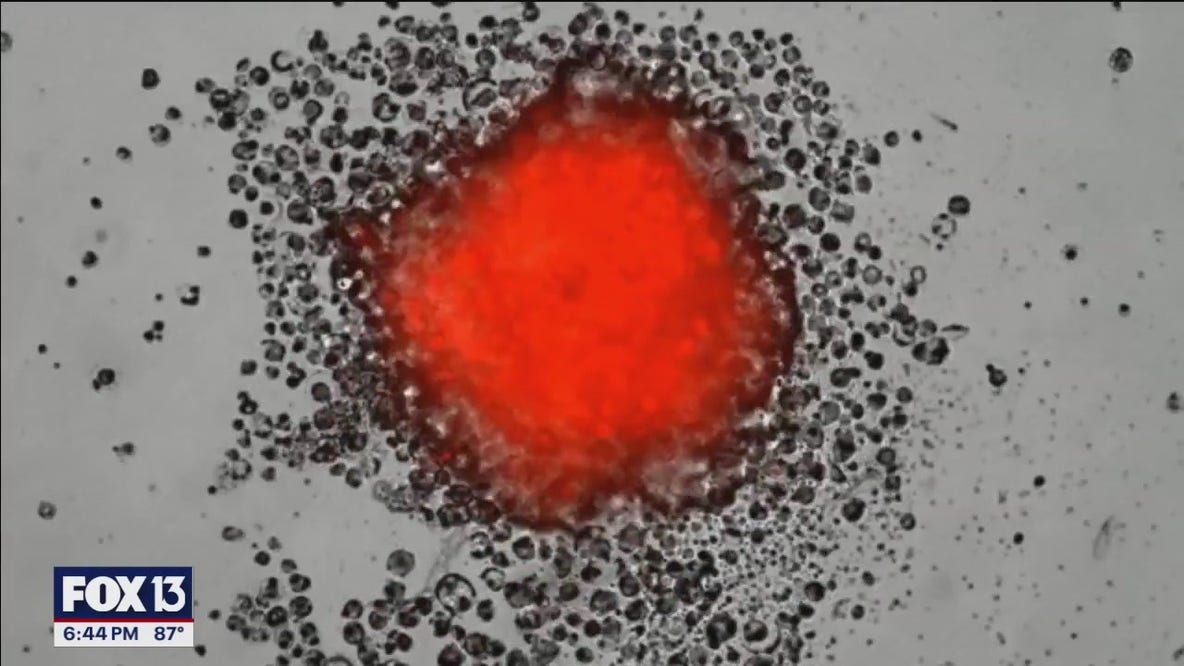 UCF researchers make new discoveries in cancer fight